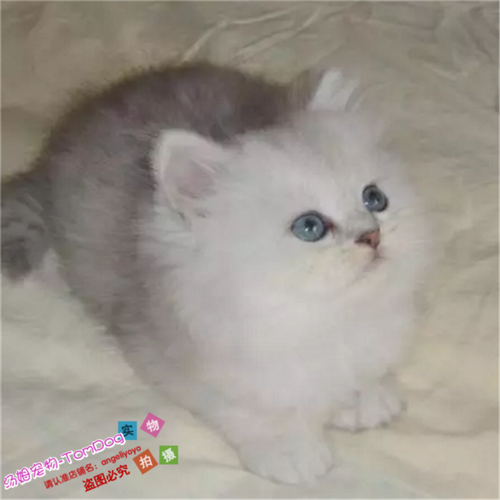 金吉拉幼猫家养金吉拉猫纯种幼猫长毛猫纯种金吉拉宠物猫活体g