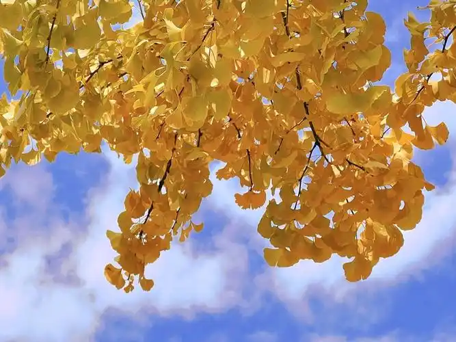 这些500岁的古银杏树上藏着嘉定最美的秋天