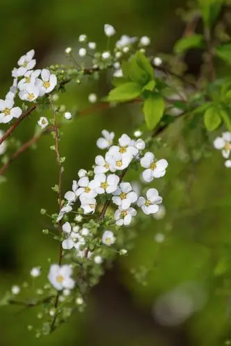 首发李叶绣线菊