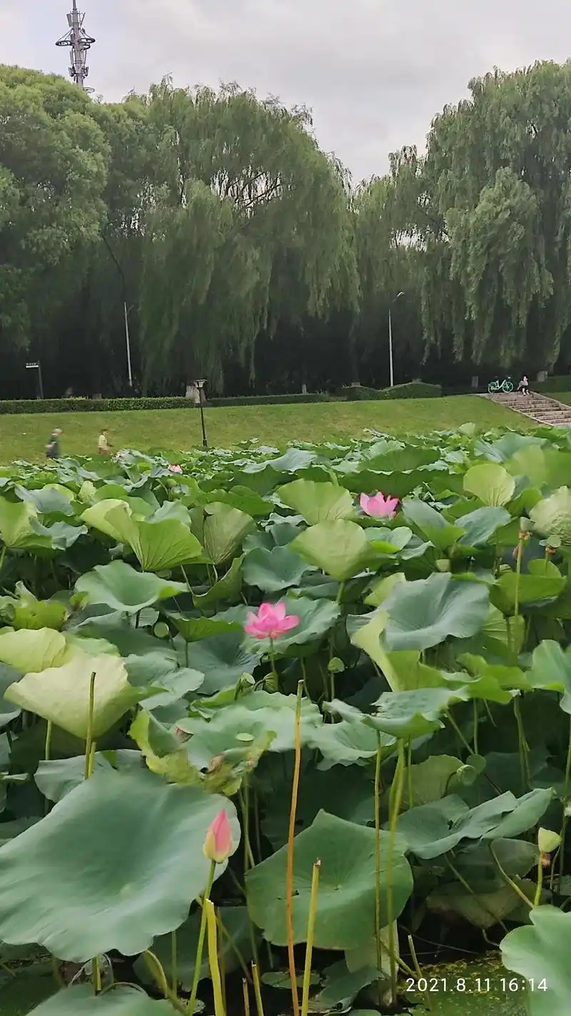 盛京八景之《花柏观莲》旧址在柳条湖,现城市扩展空间,踪迹全无 - 抖