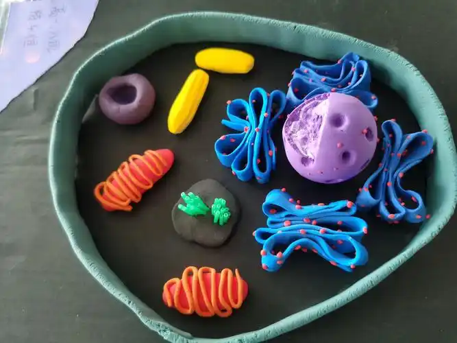 指尖上的生物——汶城中学高一年级细胞模型制作大赛 写美篇一等奖:九