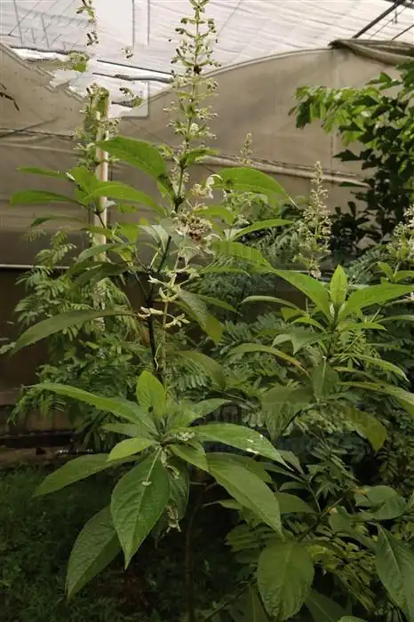 三百棒草药图片,三百棒的功效与作用(能清热解毒)