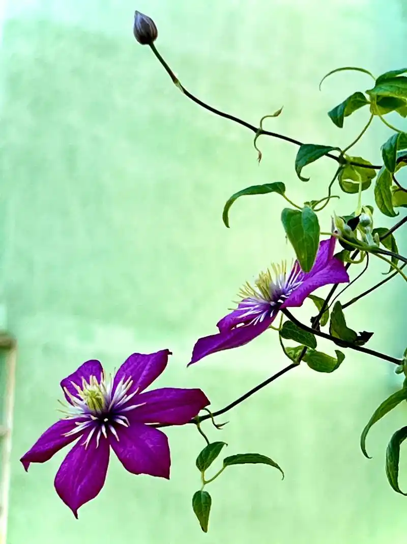 铁线莲花一欺骗贫穷