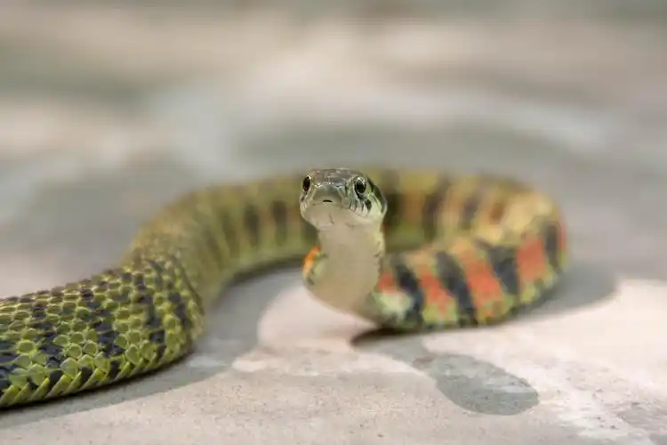 应该注意的无毒蛇颈槽蛇略记