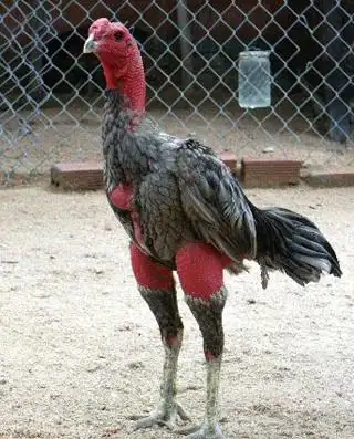 越南斗鸡种蛋鬼子鸡泰国斗鸡中原斗鸡种蛋河南专卖