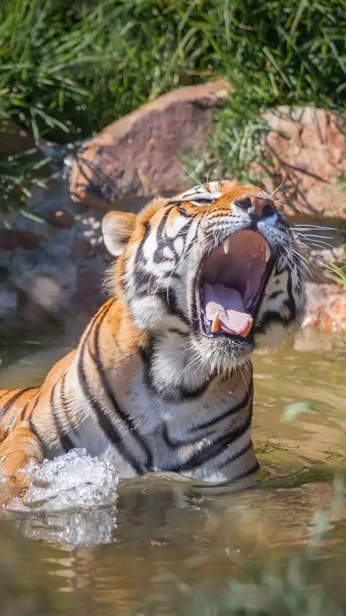 老虎在水中咆哮