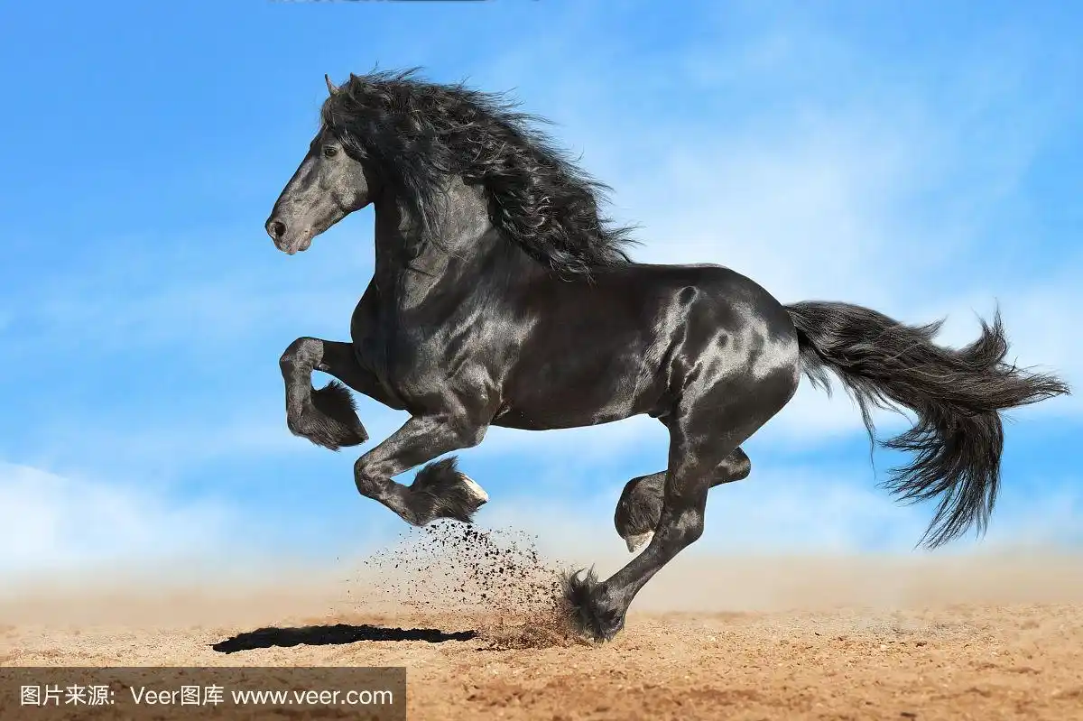 黑马在自由中奔跑