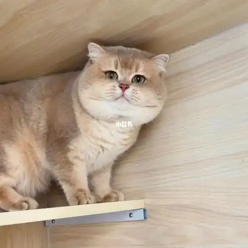 紫金渐层眼色素也可以非常优秀