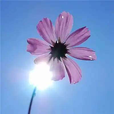 专属微信最吉利的好看头像 旺运头像图片年花草