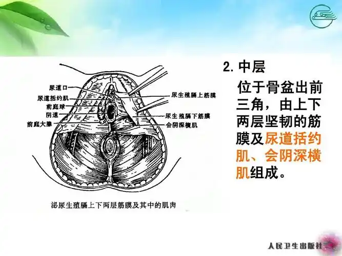 妇产科女性生殖系统解剖ppt