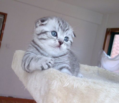 宠物折耳纯种活体美短美国短毛银虎斑折猫咪猫咪