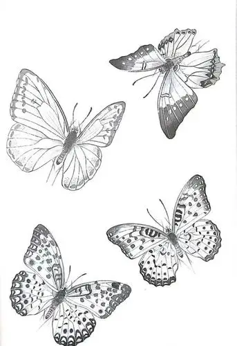 蝴蝶白描