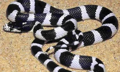 银环蛇价格上涨 需求稳定刺激养殖