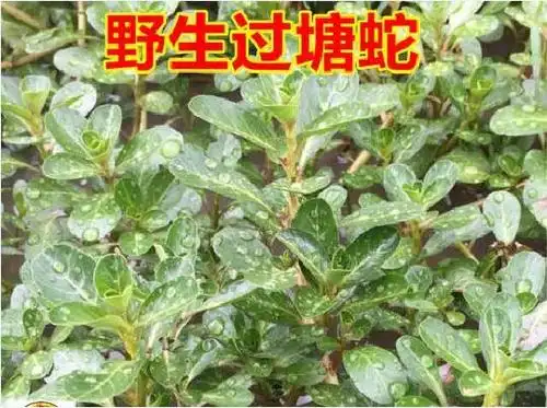 毒蛇咬伤中草药蛇不见介绍夏无踪蛇不见草药图片大全