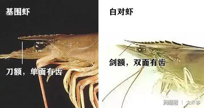 白对虾基围虾和明虾区别图三种不一同种类的虾