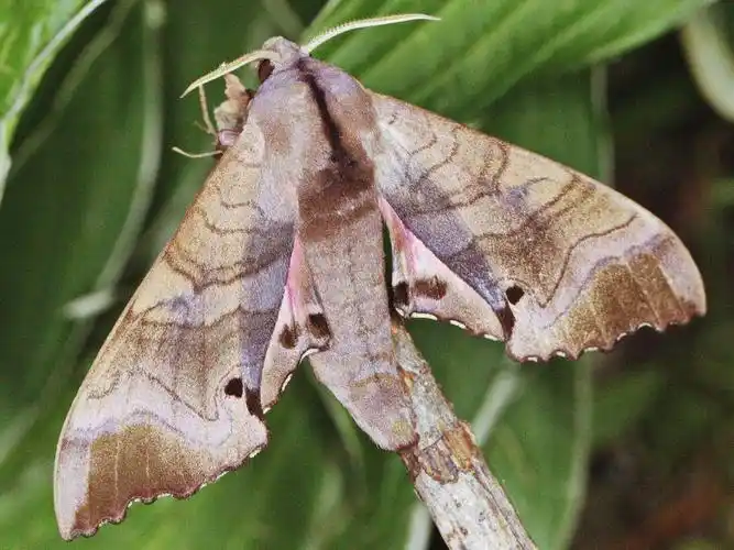每天认识一种昆虫 鳞翅目 枣桃六点天蛾 marumba gaschkewitschi