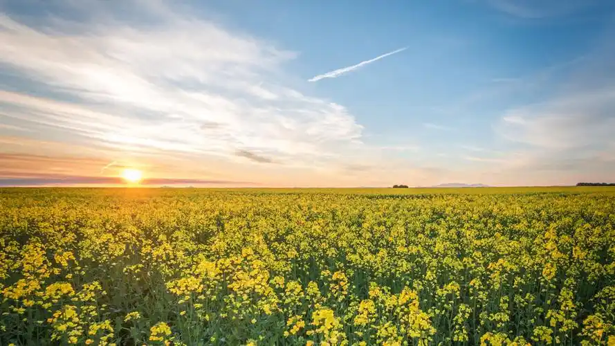 油菜花田园优美自然风光图片桌面壁纸-风景壁纸-手机壁纸下载-美桌网