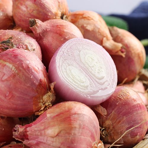 35厘米东北毛葱农家种植新鲜小葱葱头鬼子小洋葱葱类