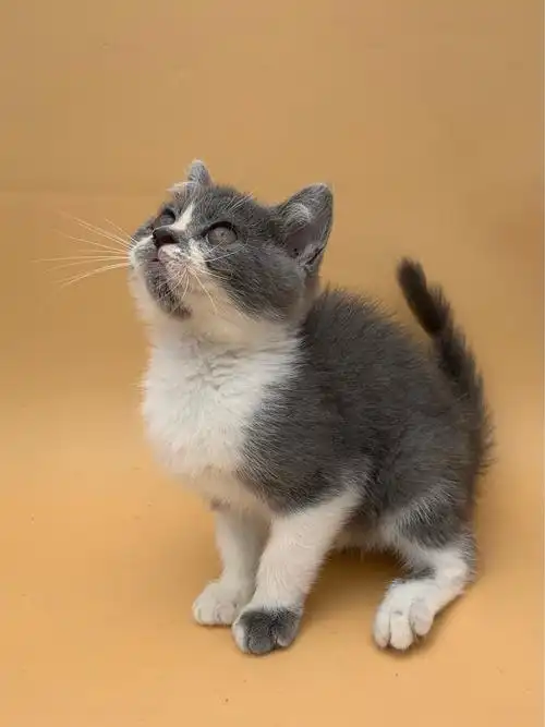 英短蓝白幼猫小偿领养先到先得