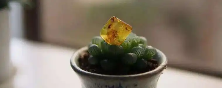 松脂球是怎样形成的