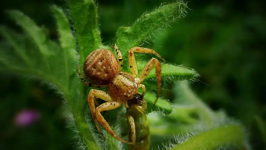 徕卡v-lux40大图微距昆虫