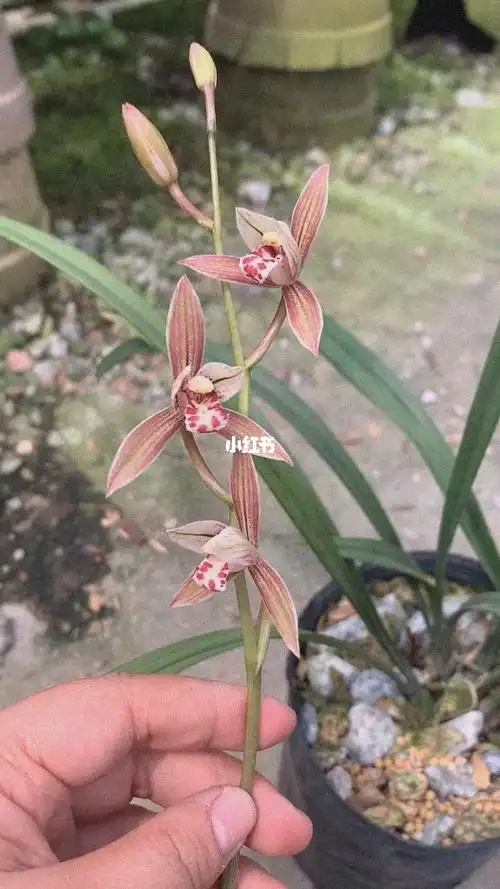 兰花名品红香妃开花幽香清雅最适合你啦