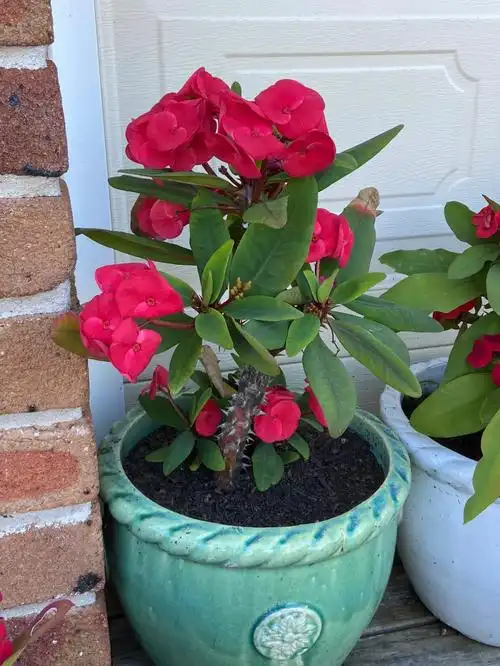 虎刺梅euphorbiamilii