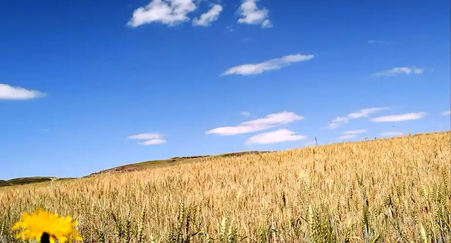 蓝天白云,小花麦浪