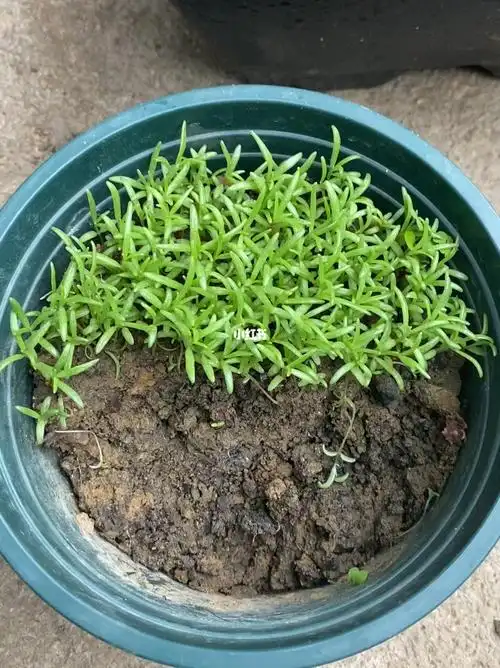 重瓣太阳花籽播苗移栽后