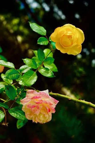 盼望百花盛开的春天