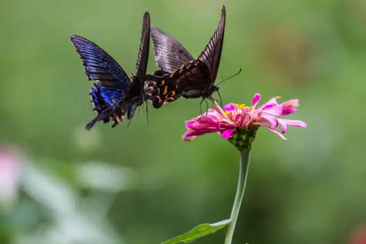 庭院深深,蝴蝶飞 - 美篇