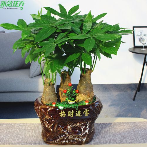 新念花卉高档发财树盆景绿色植物办公室植物开业乔迁佳品