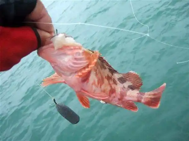 一种用来煲汤十分鲜美的海鱼,上海人叫虎头鱼,广州人叫石九公