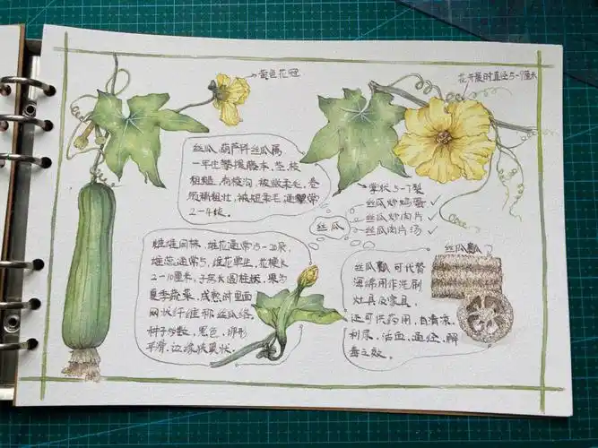 植物花卉集钢笔淡彩丝瓜