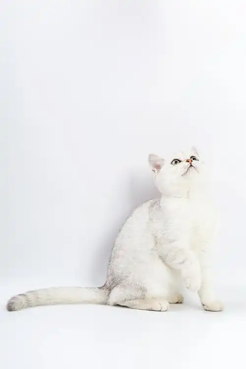 宠物猫美短幼猫白底摄影 - 原创作品 - 站酷(zcool)