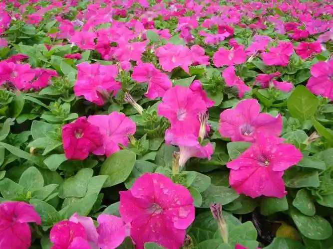 矮牵牛花图片矮牵牛图片矮牵牛植物图片