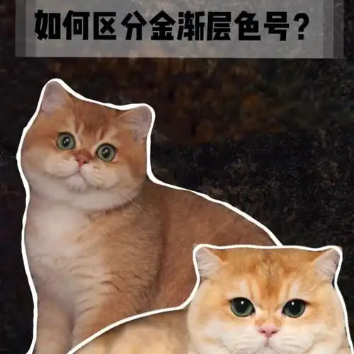 色号的区分这不仅仅是视觉上的差异 在价格上也会有所区别有些无良