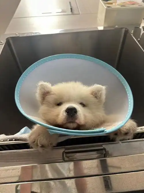 椰盟狗狗寻主##萨摩耶摆地摊##狗狗救助转发真的有用