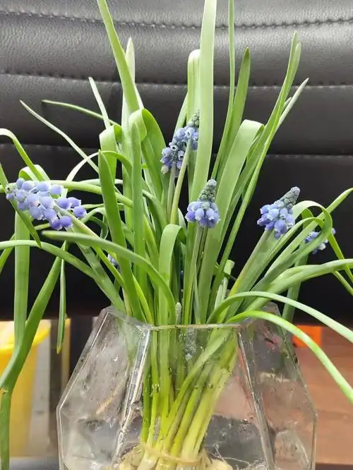 特别特别可爱,放水里养花期超长#葡萄风信子  #鲜花分享