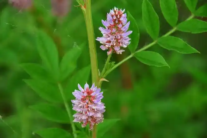 刺果花,原创拍摄