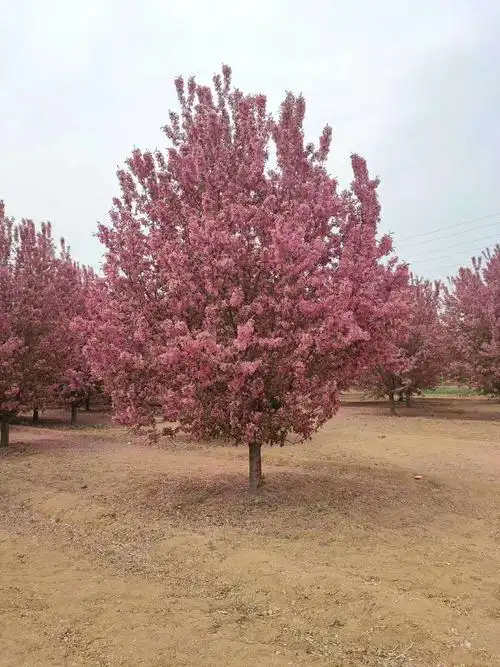 优质9公分红宝石海棠装车价格