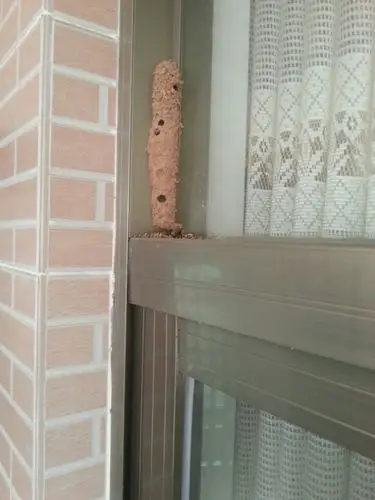 这是什么虫子窝?