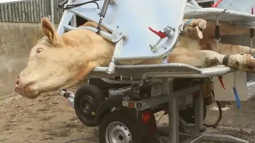 牛儿被迫侧躺上刑满脸都是惊恐牛这是要被宰了吗