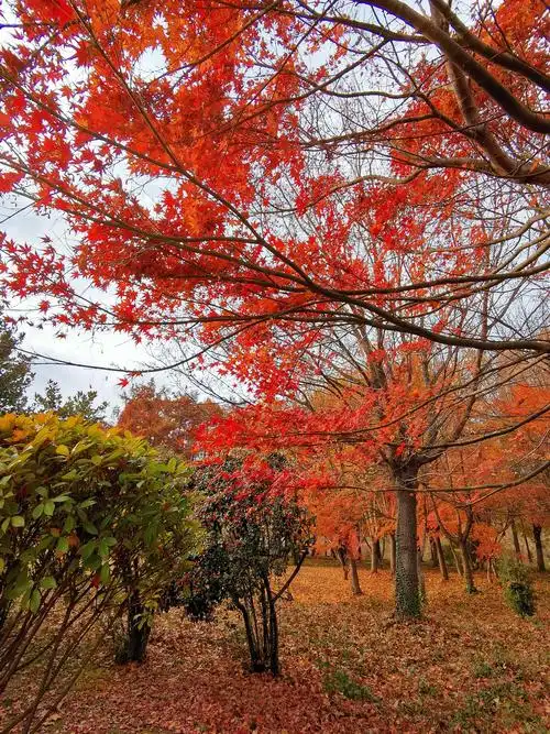 充满浪漫和希望的枫叶