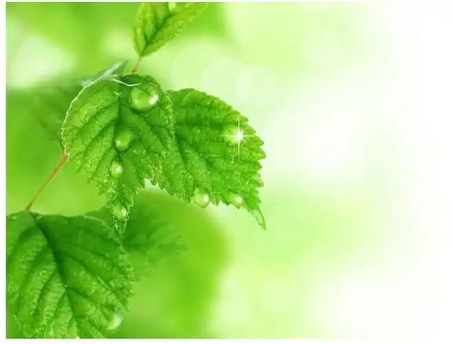 春天嫩叶活力绿背景图组3张