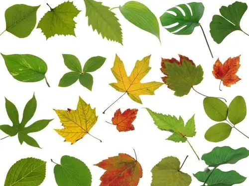 国际二班《亲子树叶贴画》通知