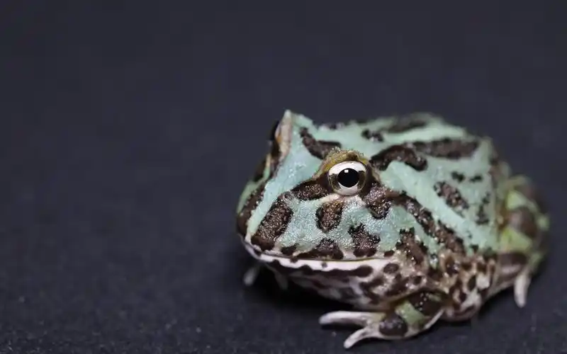 初投稿!角蛙喂食视频,过几天带来霸王的喂食视频「l桑」