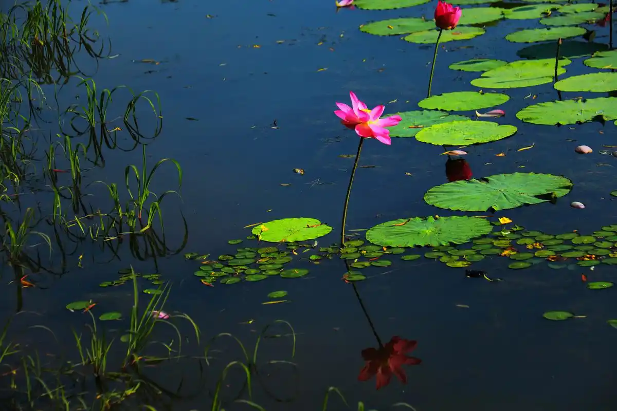 盛夏风景# 雨后,一池荷香