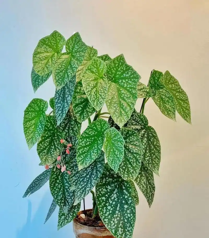 有种耐阴盆栽花,叫"富士山秋海棠",秋海棠家族的新成员,集观叶,赏花于