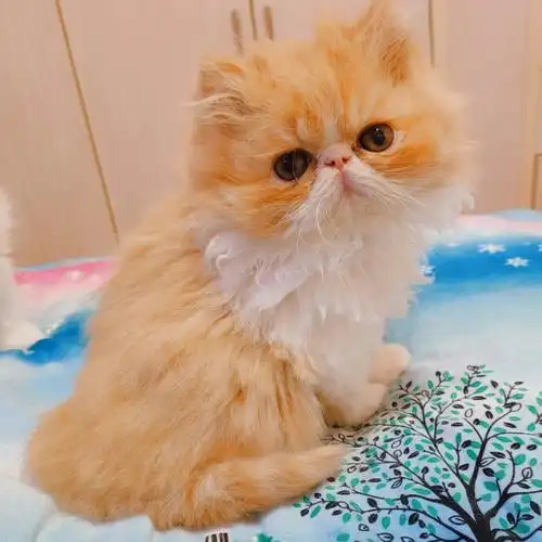 仙气飘飘的加菲猫弟弟